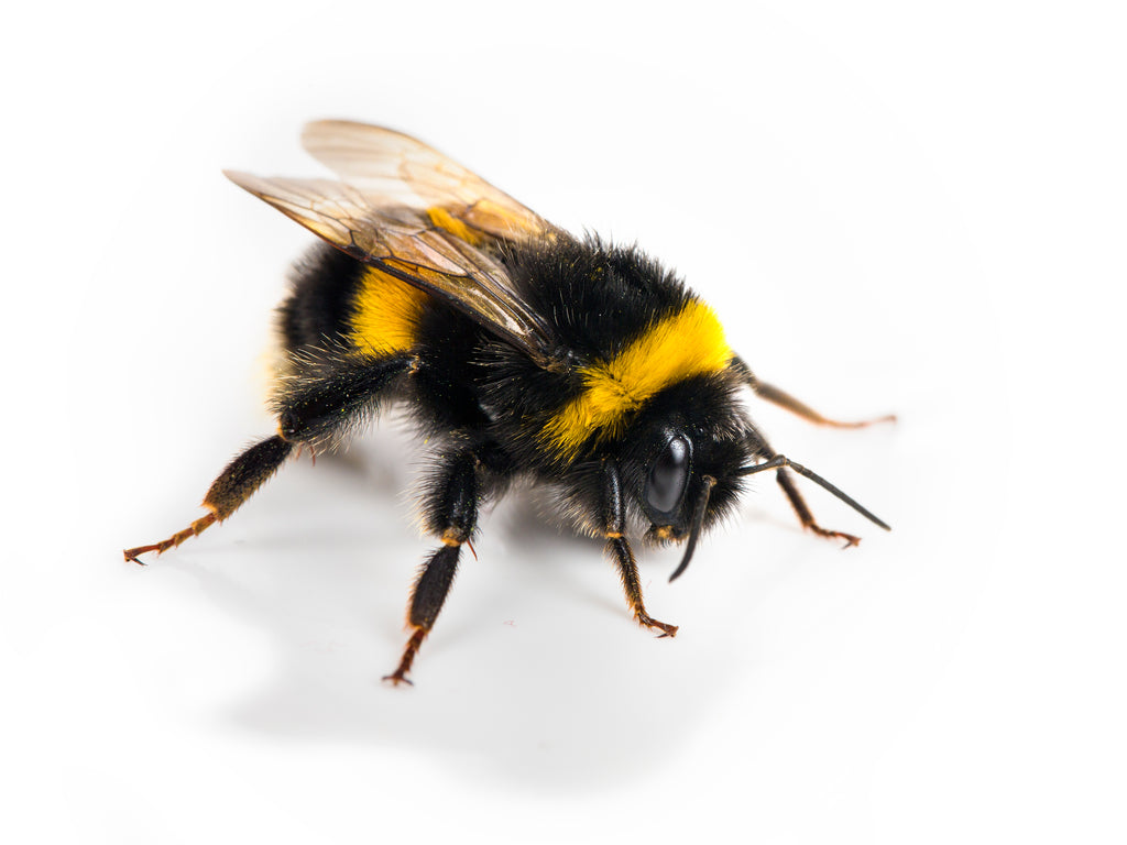 Do Bumble Bees Bite?