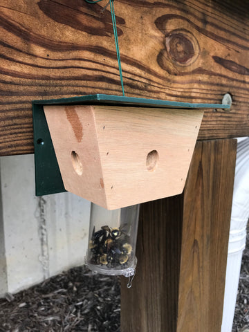 Most Effective Time To Install A Carpenter Bee Trap Best Bee Brothers