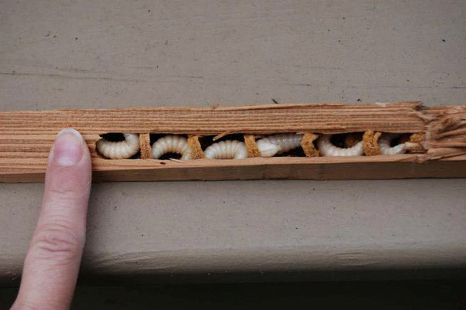 Carpenter bee larva in wood | Best Bee Brothers