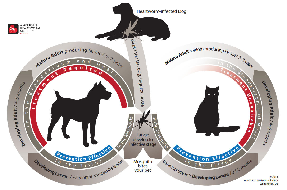 How a mosquito can cause heartworm in dogs and cats.