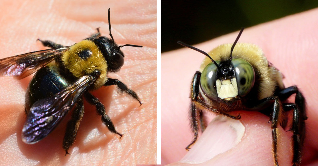 Stung by bumble bee and carpenter bee 