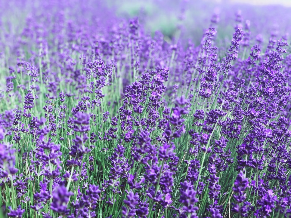 Lavender is an amazing natural mosquito repellent.  | Best Bee Brothers