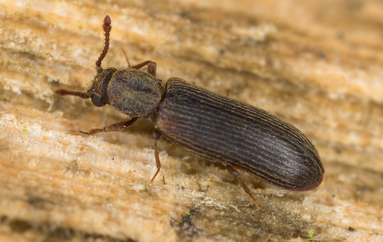 Powderpost beetles are typically reddish brown to black in color and are very slender insects. Photo Credit: aikenpest.com (no hyperlink)