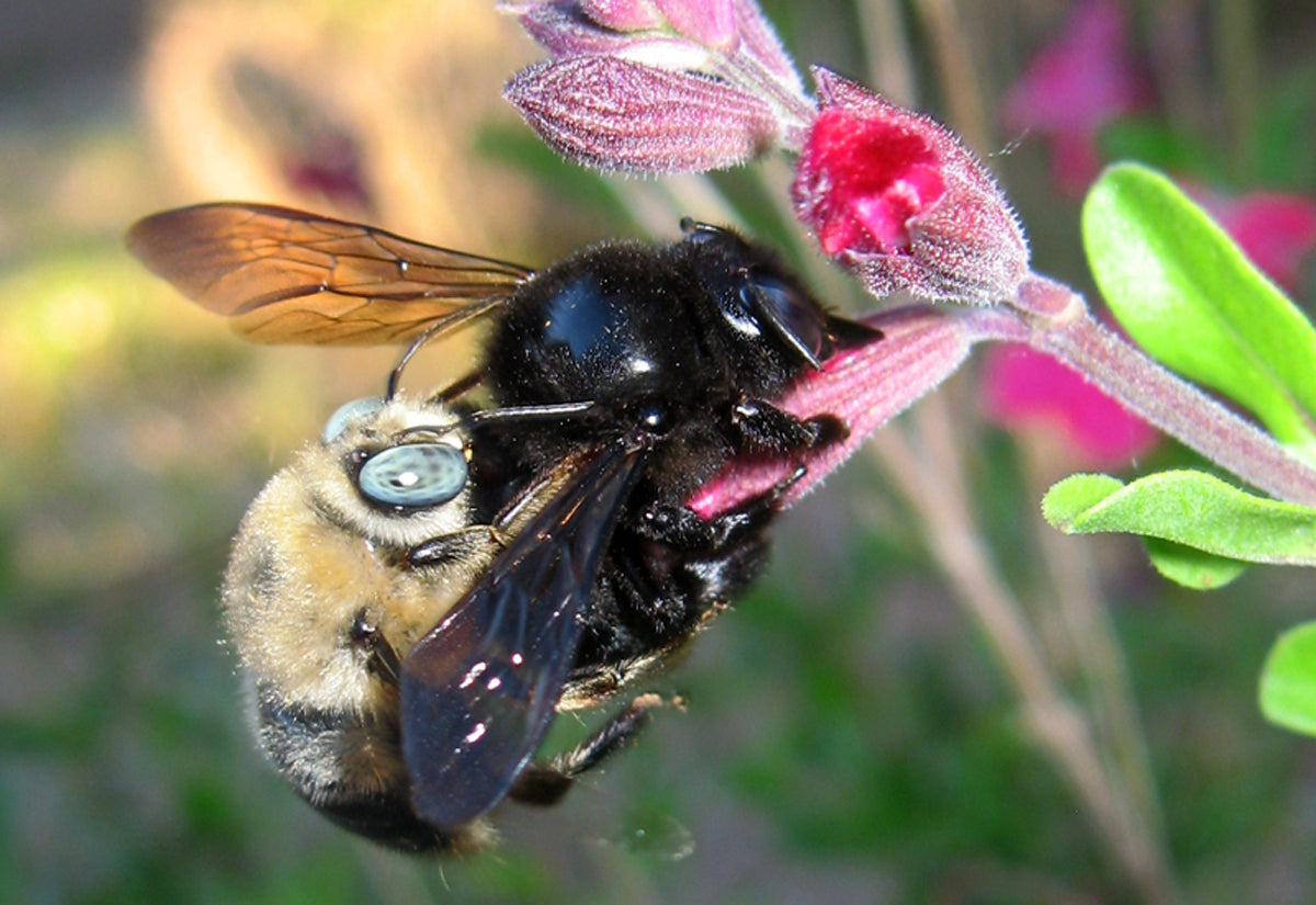 Queen Carpenter Bee - Is There Such a Thing?