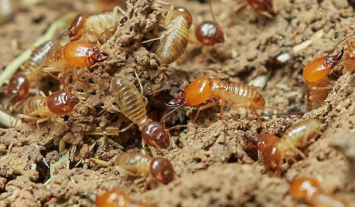 Termites resemble flying ants | Best Bee Brothers