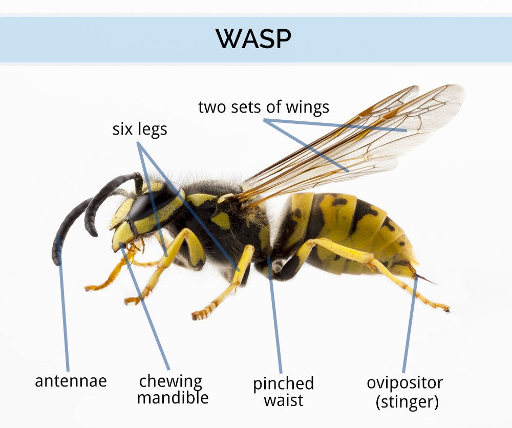 How to Identify a Wasp | Best Bee Brothers