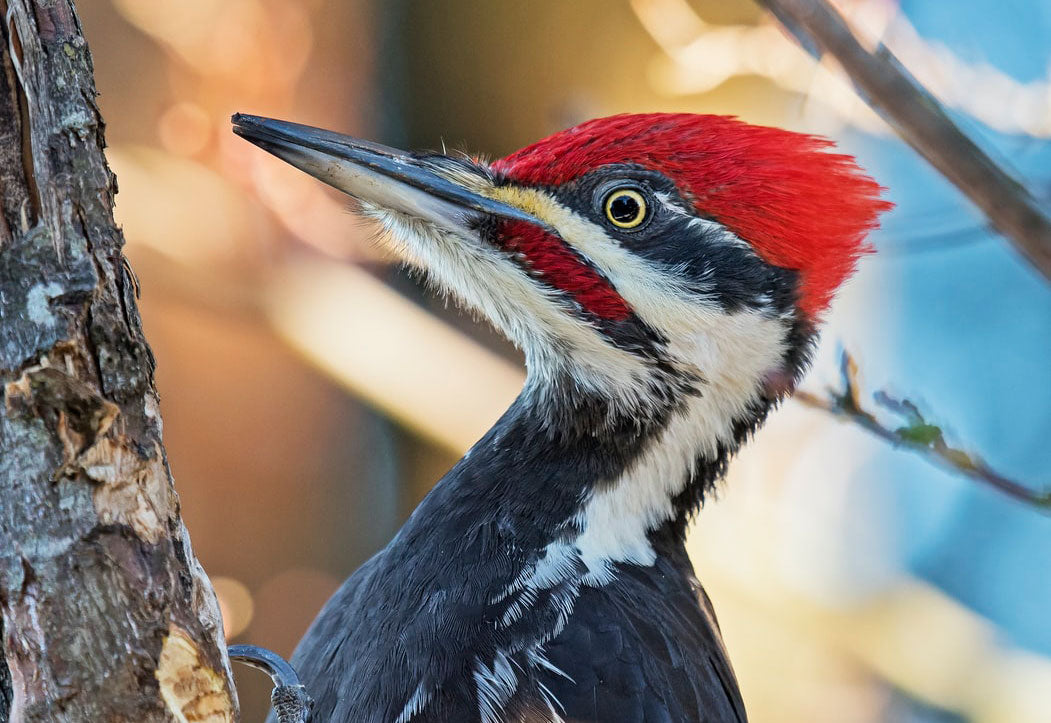 Woodpeckers are enemies of carpenter bees | Best Bee Brothers