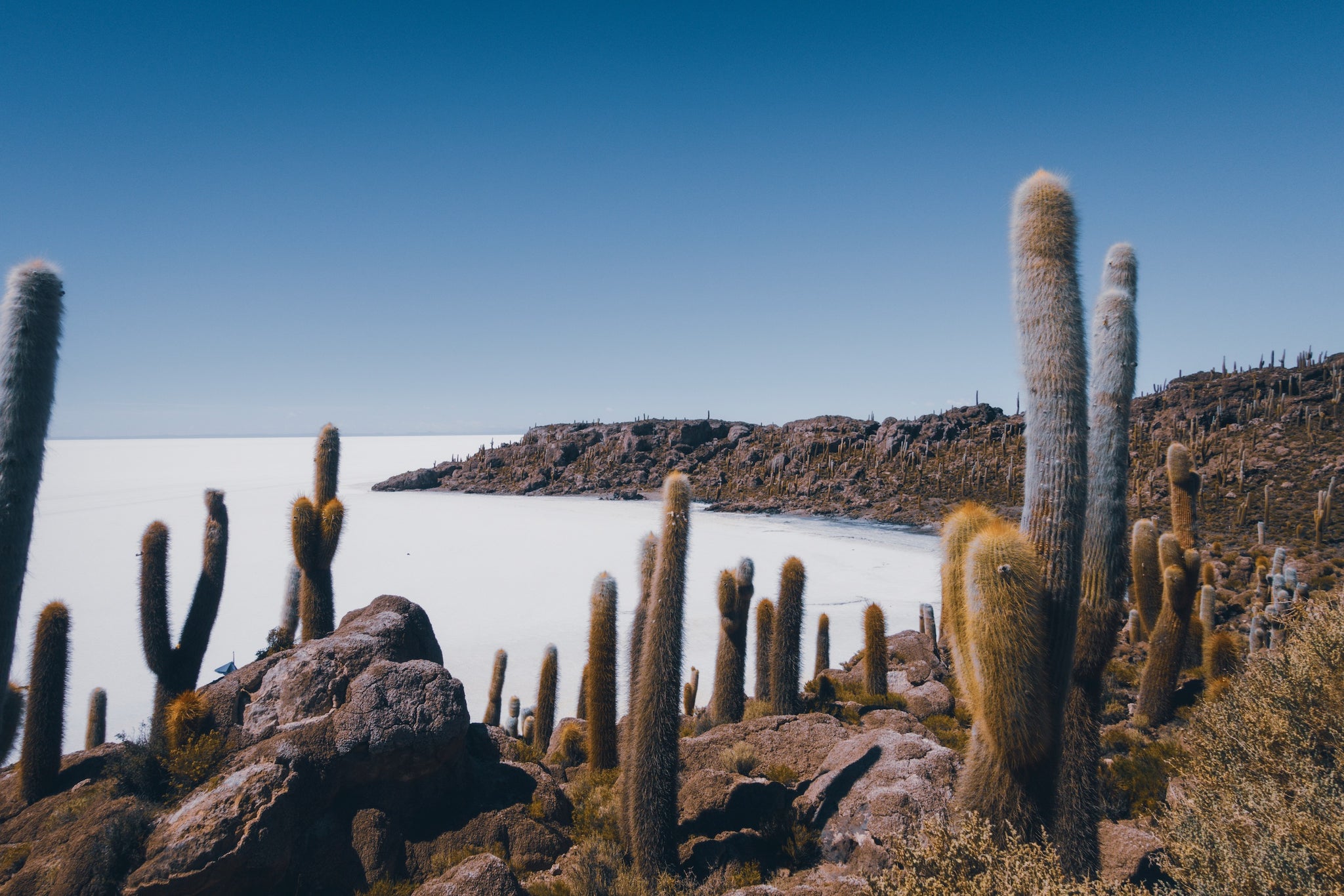 Salt flats and Cactus land island