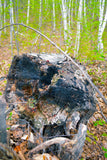 Dead Chaga