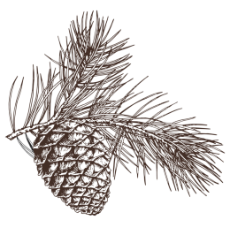 pinecones