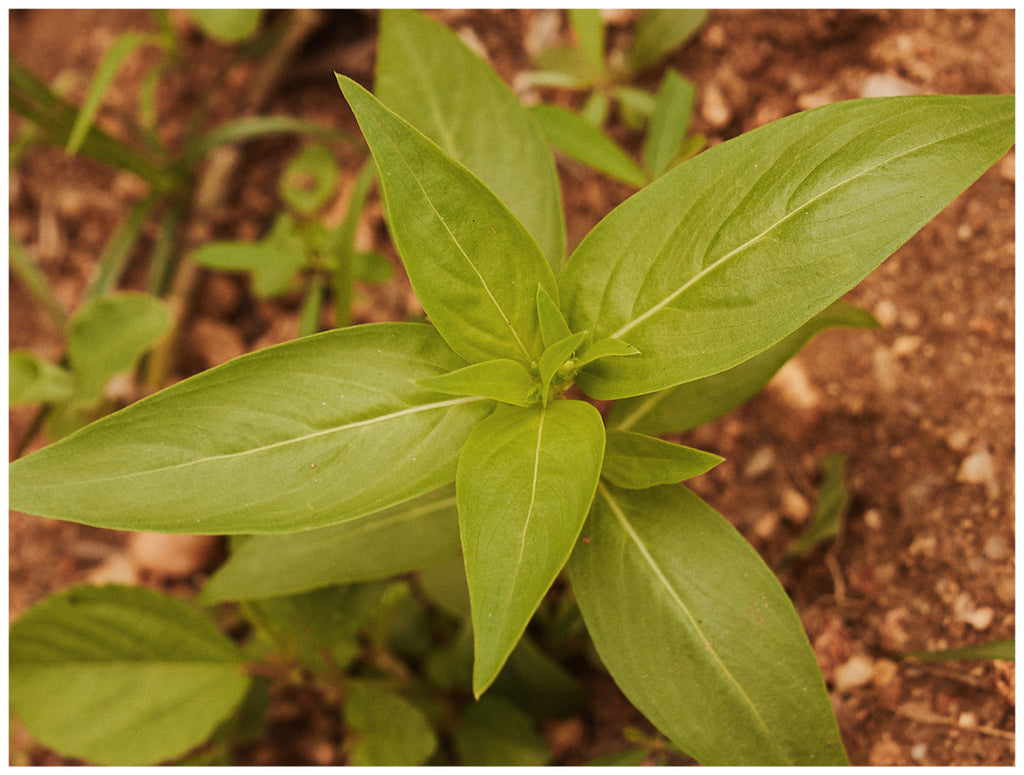 A green gram plant. These small legumes provide numerous benefits to the cotton.