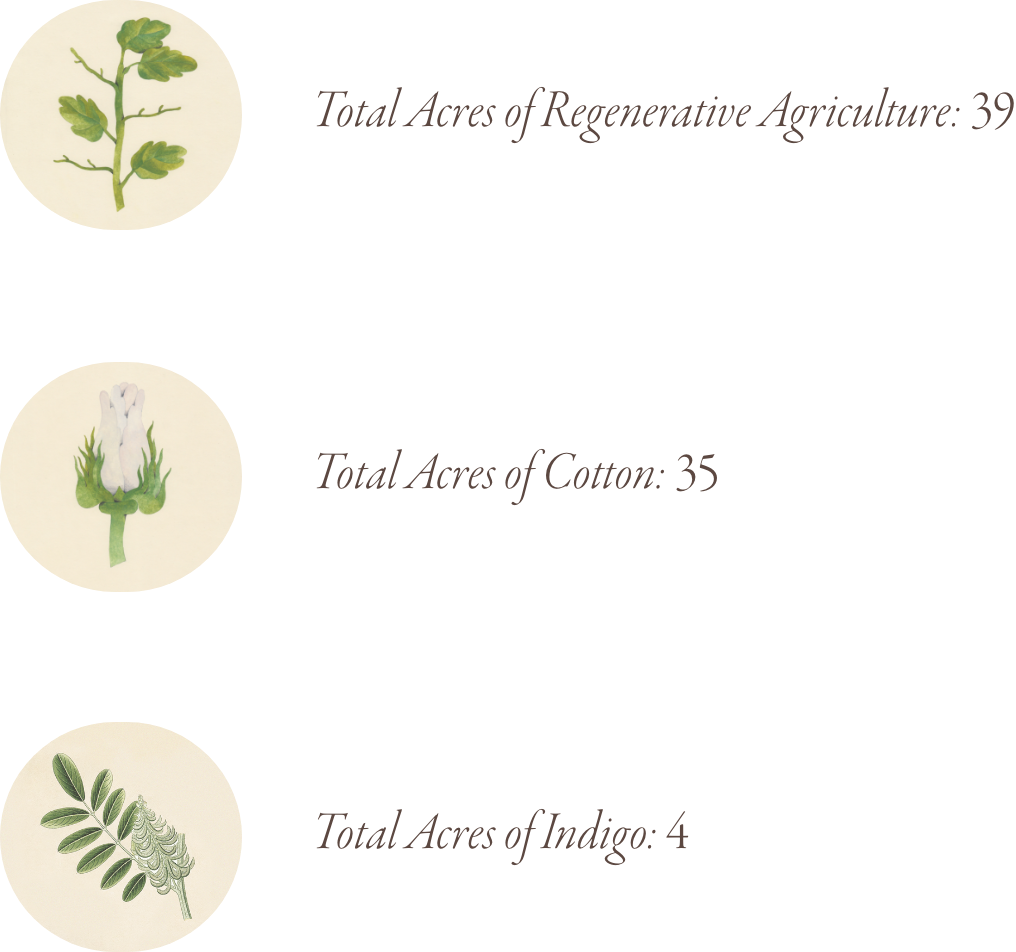 Total Acres of Regenerative Agriculture: 39. Total Acres of Cotton: 35. Total Acres of Indigo: 4.
