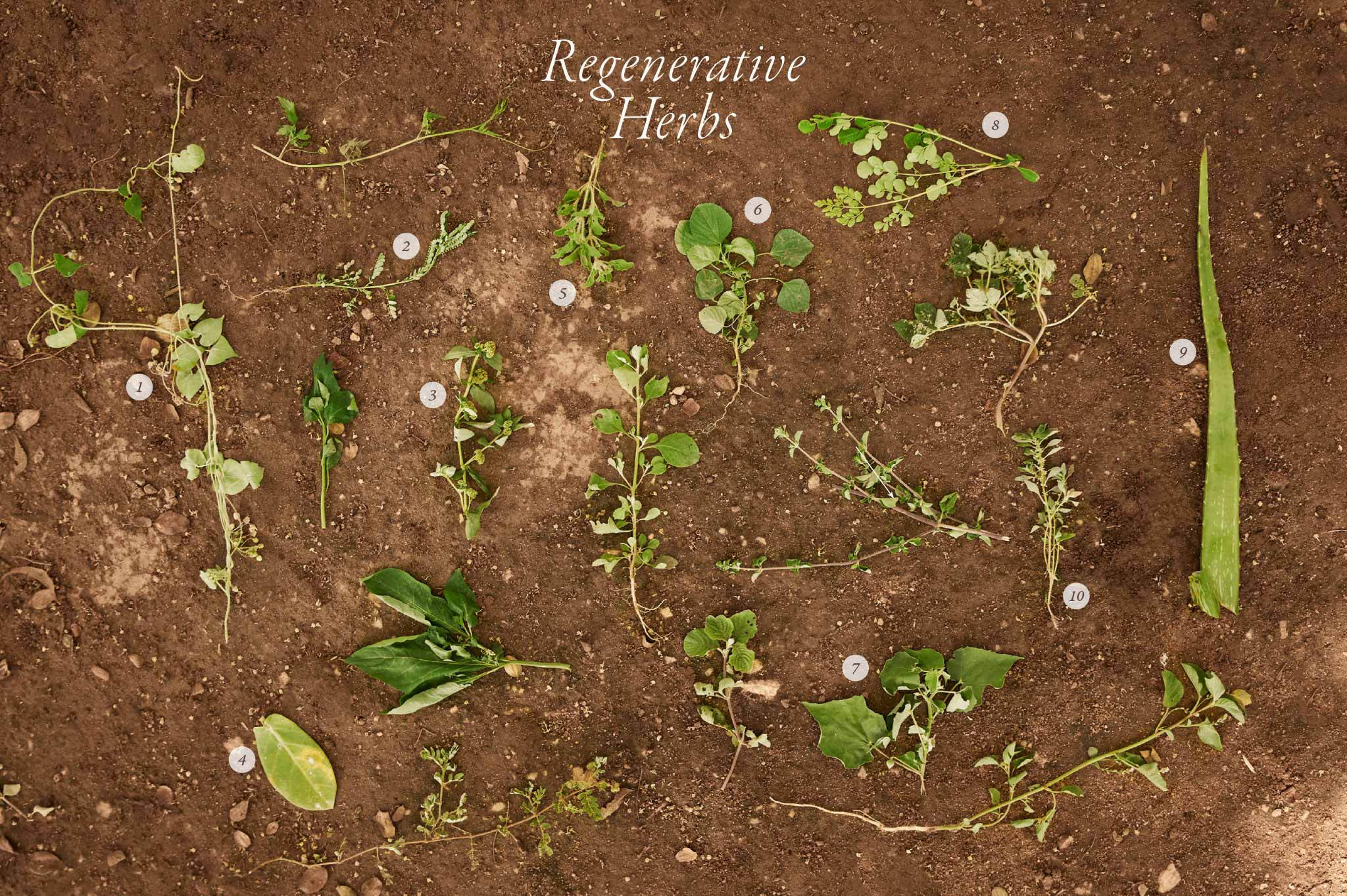 Regenerative Herbs