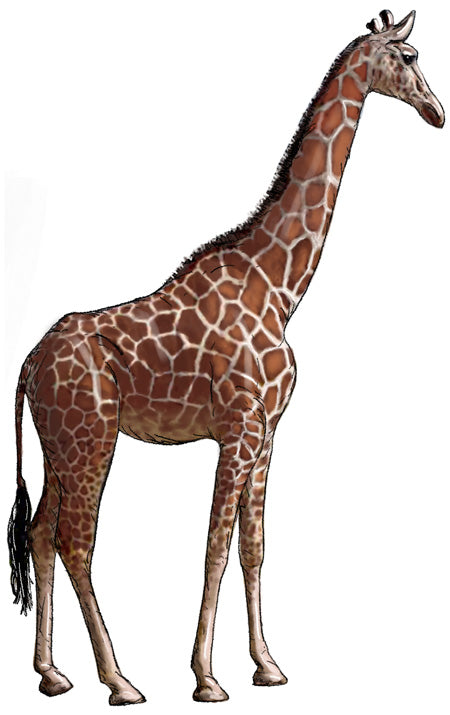 Gigantic Giraffe