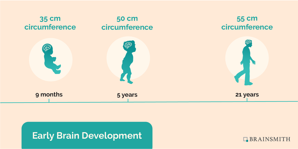 current scientific research relating to neurological and brain development