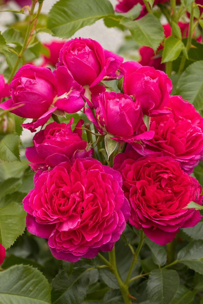 Soul rose | Eastcroft Roses, Kent