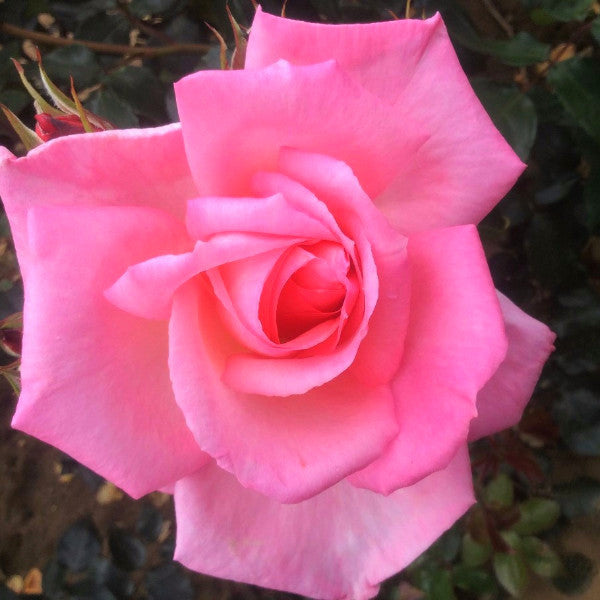 Dancing Queen Rose | Eastcroft Roses