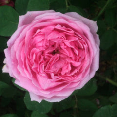 Rose Plants, Rose Bushes, Bare Root Roses for Sale online – Eastcroft Roses