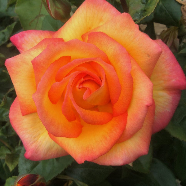 Sheila's Perfume Rose | Eastcroft Roses