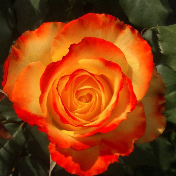 Tequila Sunrise Rose | Eastcroft Roses