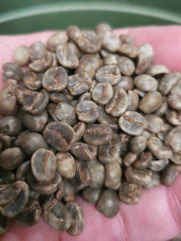 A palm full of decaffeinated coffee beans mountain water process