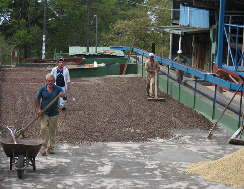 Traditional coffee drying in Boquete, Panamá