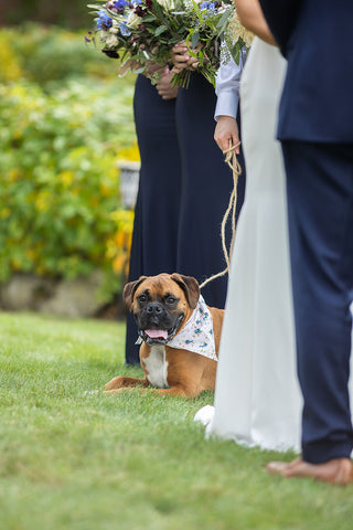 wedding with pets