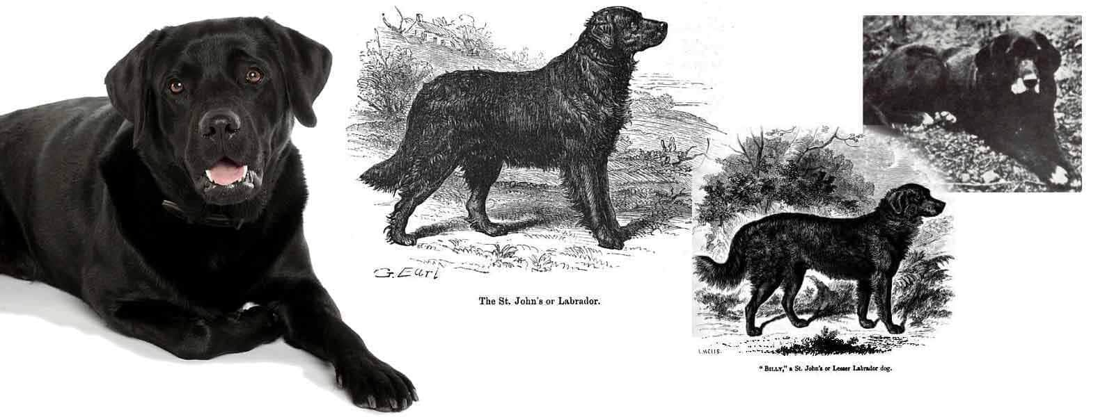 where did black dog originated