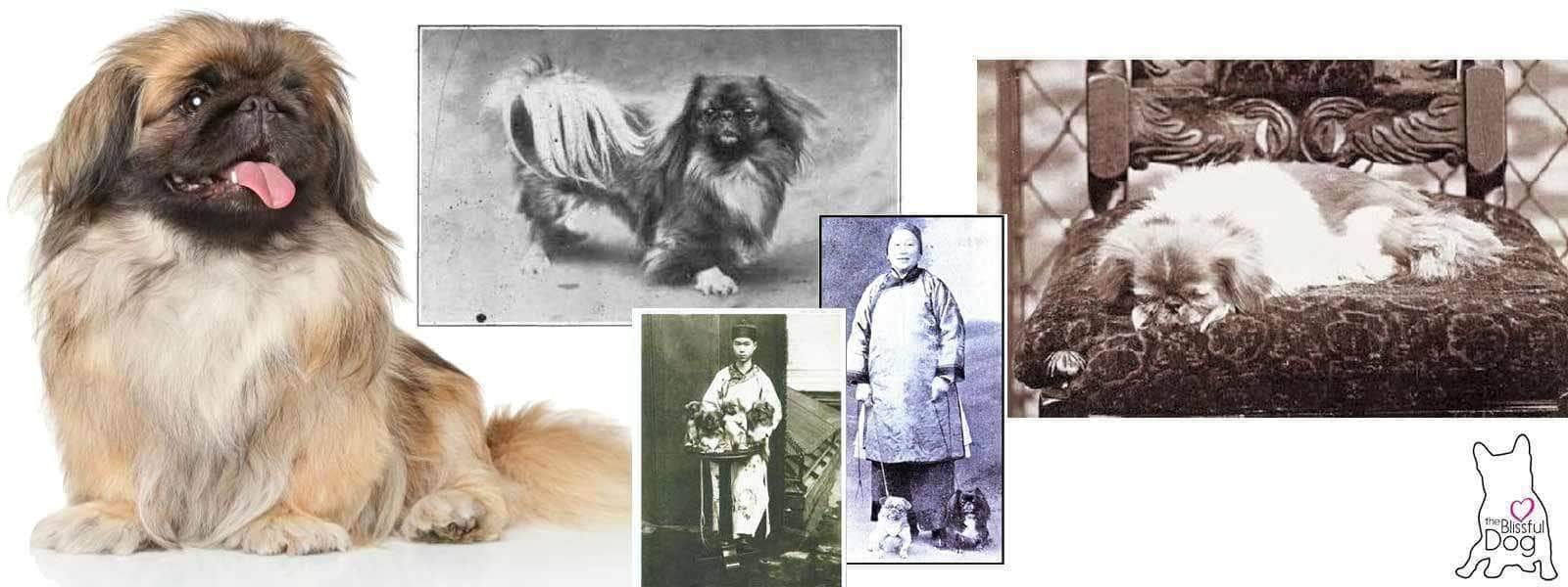 what is the history of peke dogs