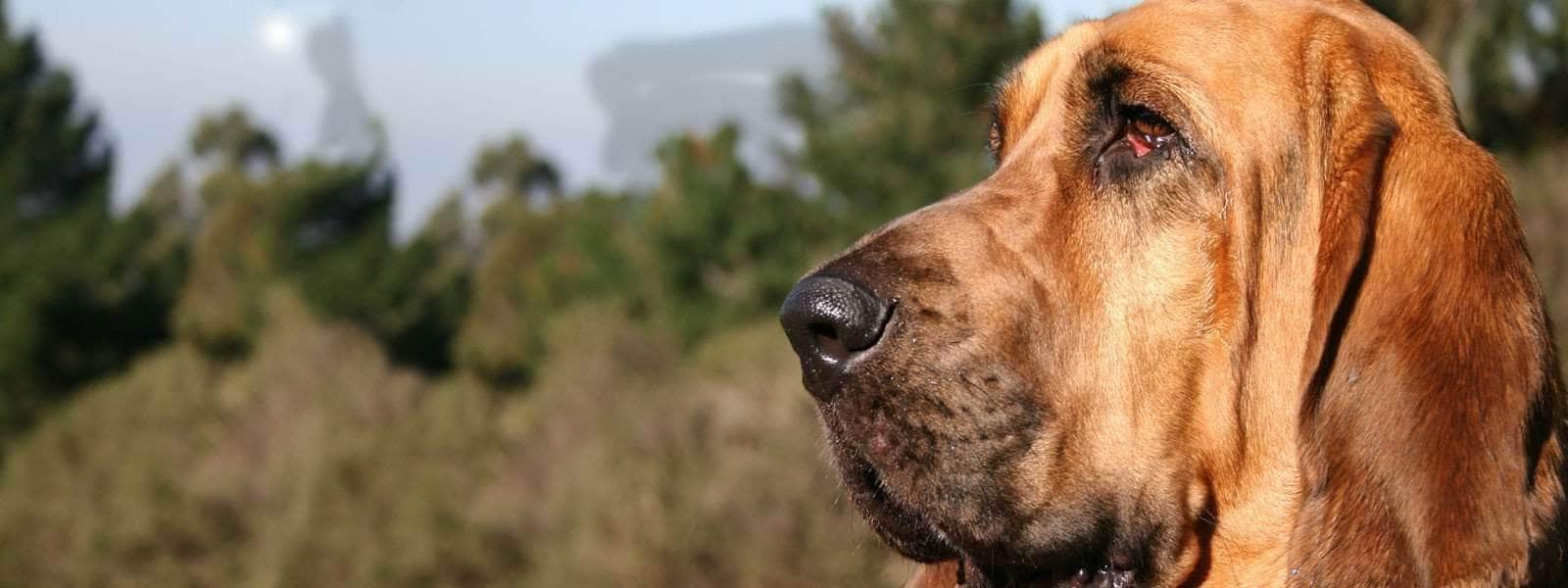 can bloodhounds smell better than other dogs