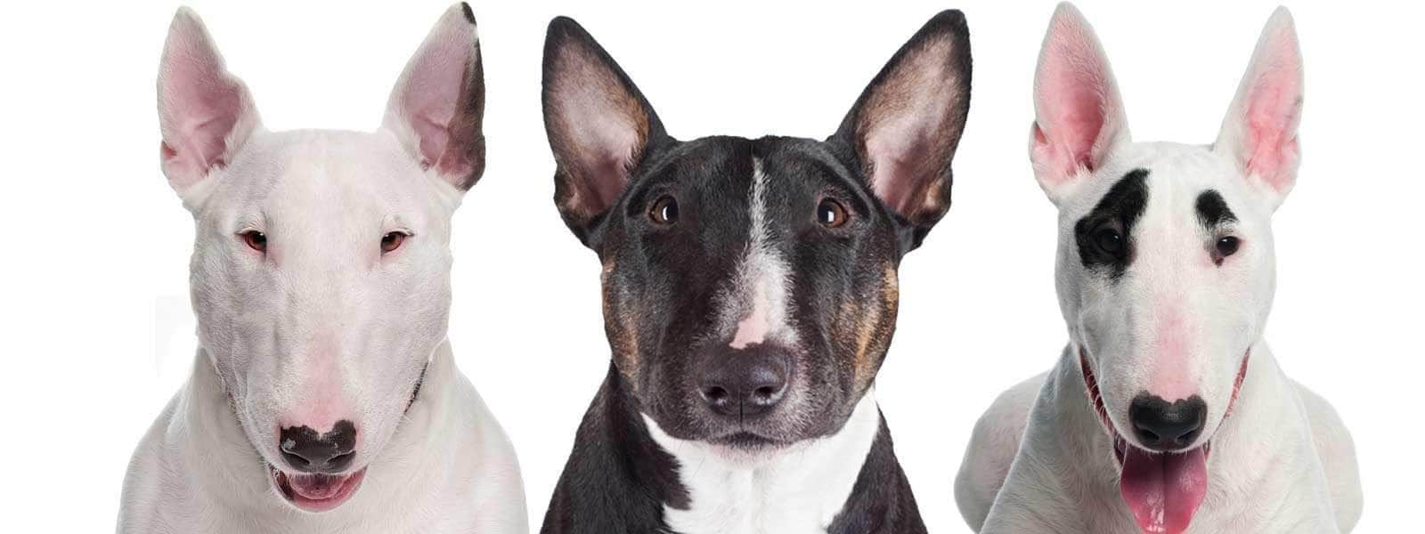 long nose bull terrier