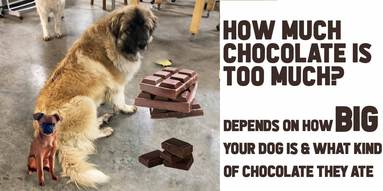 is chocolate dangerous for dogs