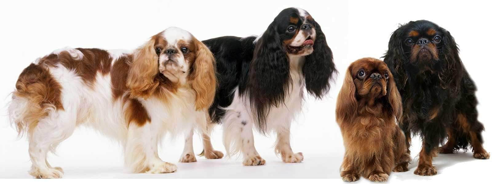 toy spaniels types