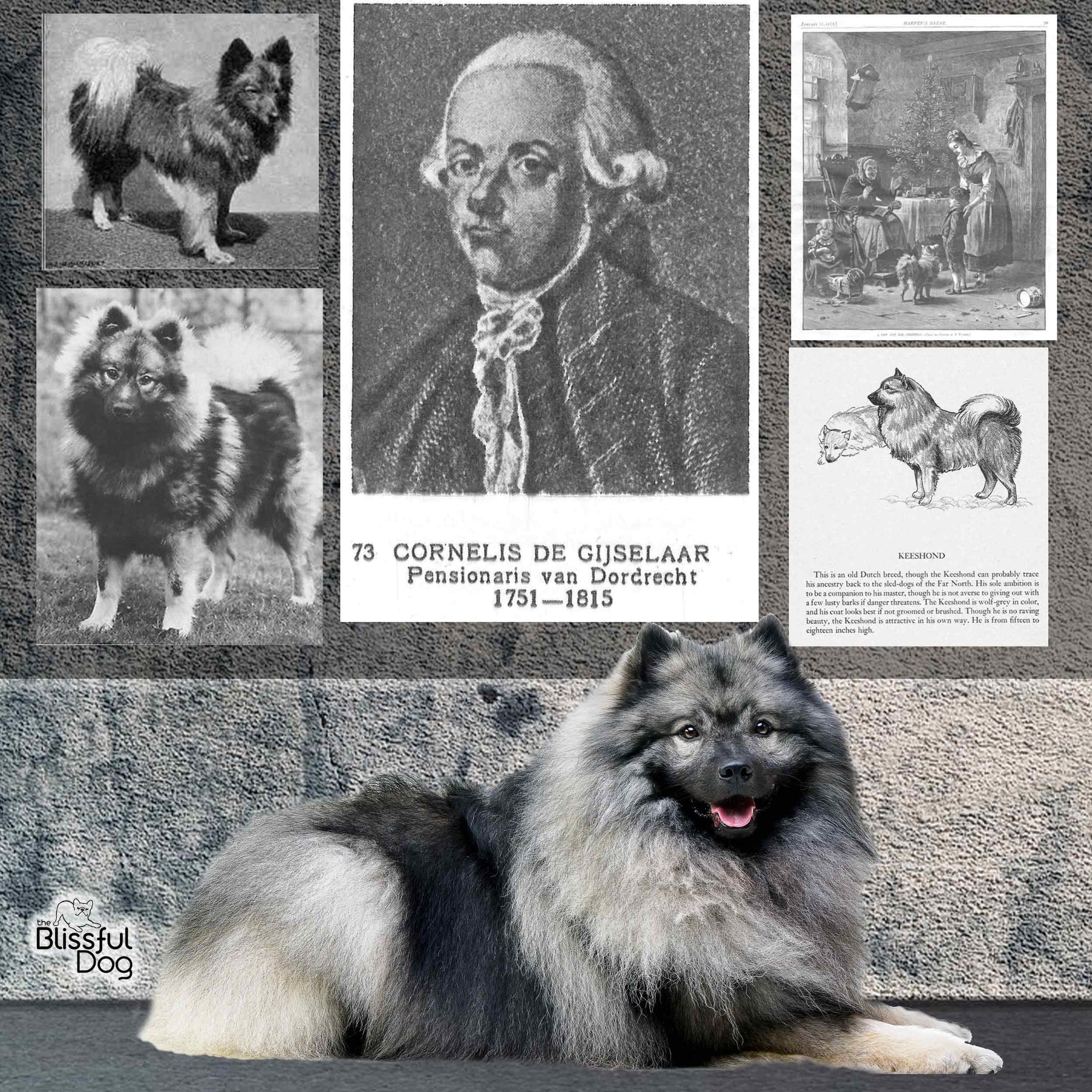is the keeshond legal in slovenia