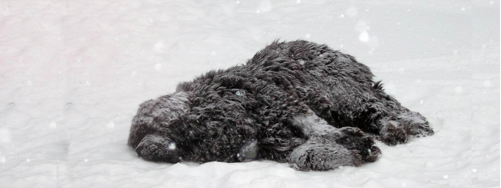 what is too cold for dogs to sleep outside