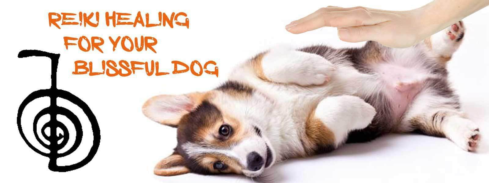 reiki healing for dogs