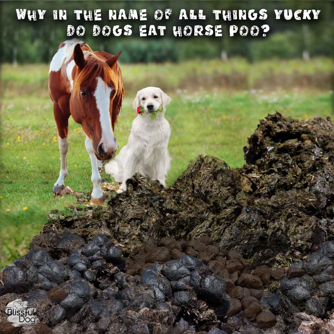 can dogs eat horse poop