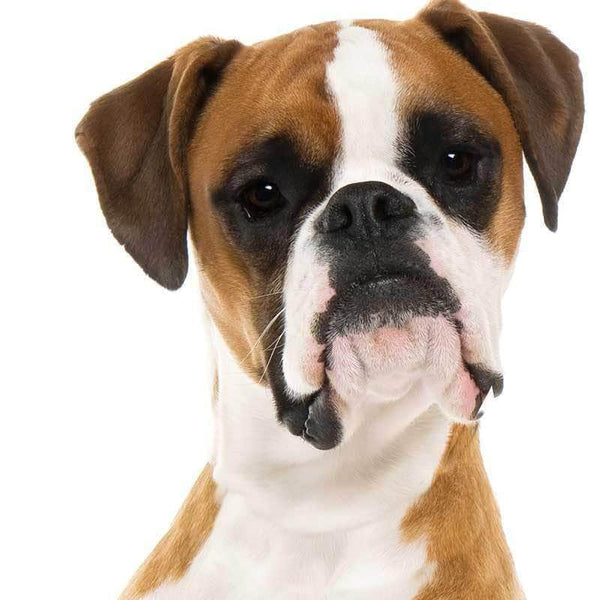Shop The Blissful Dog Boxer Dog Collection for Your Boxer's Care