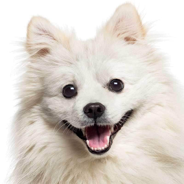 can a american eskimo dog graze cows