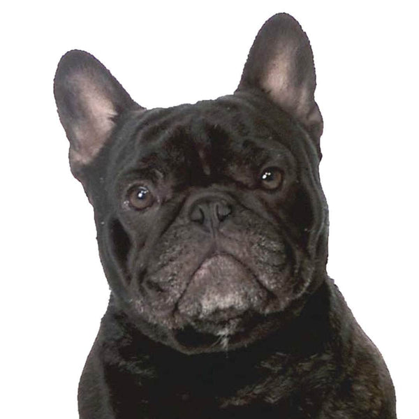Shop The Blissful Dog French Bulldog Collection Frenchies ...