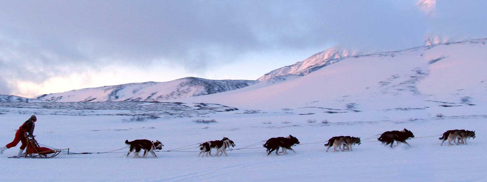 Husky Sled dogs