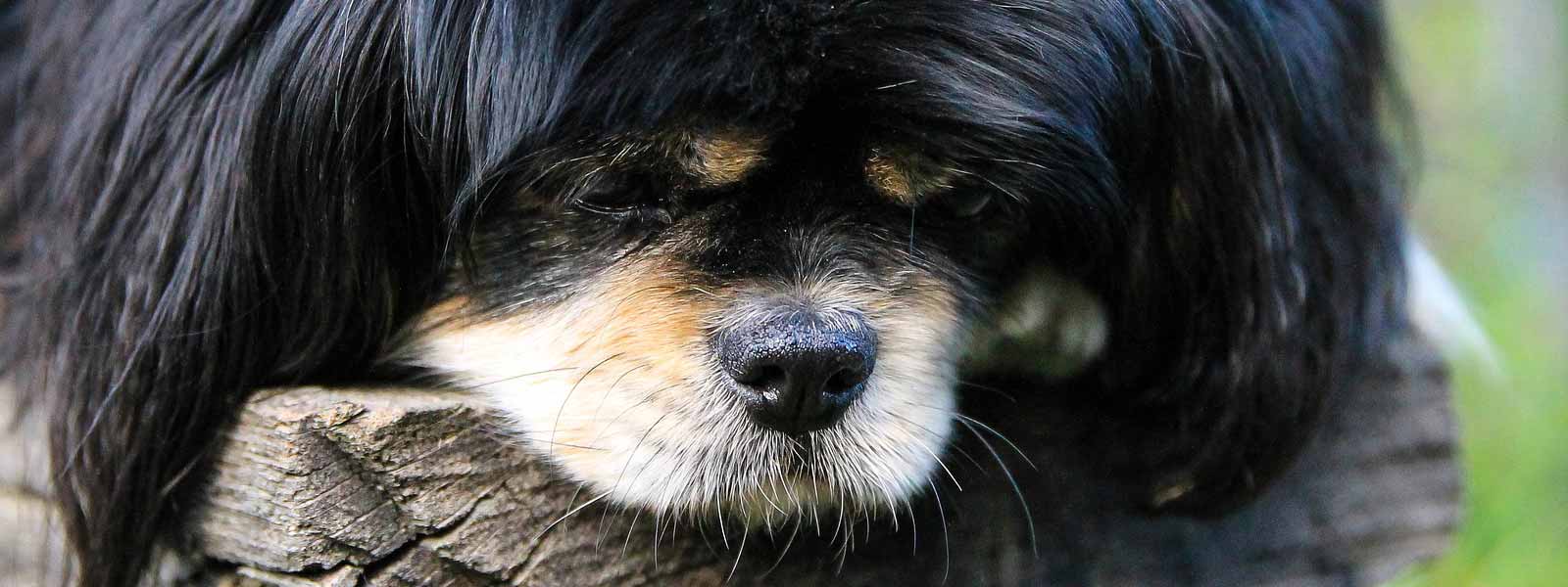 Tibetan Spaniel black tan