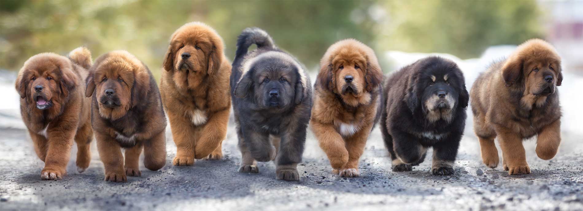 tibetan mastiff puppies