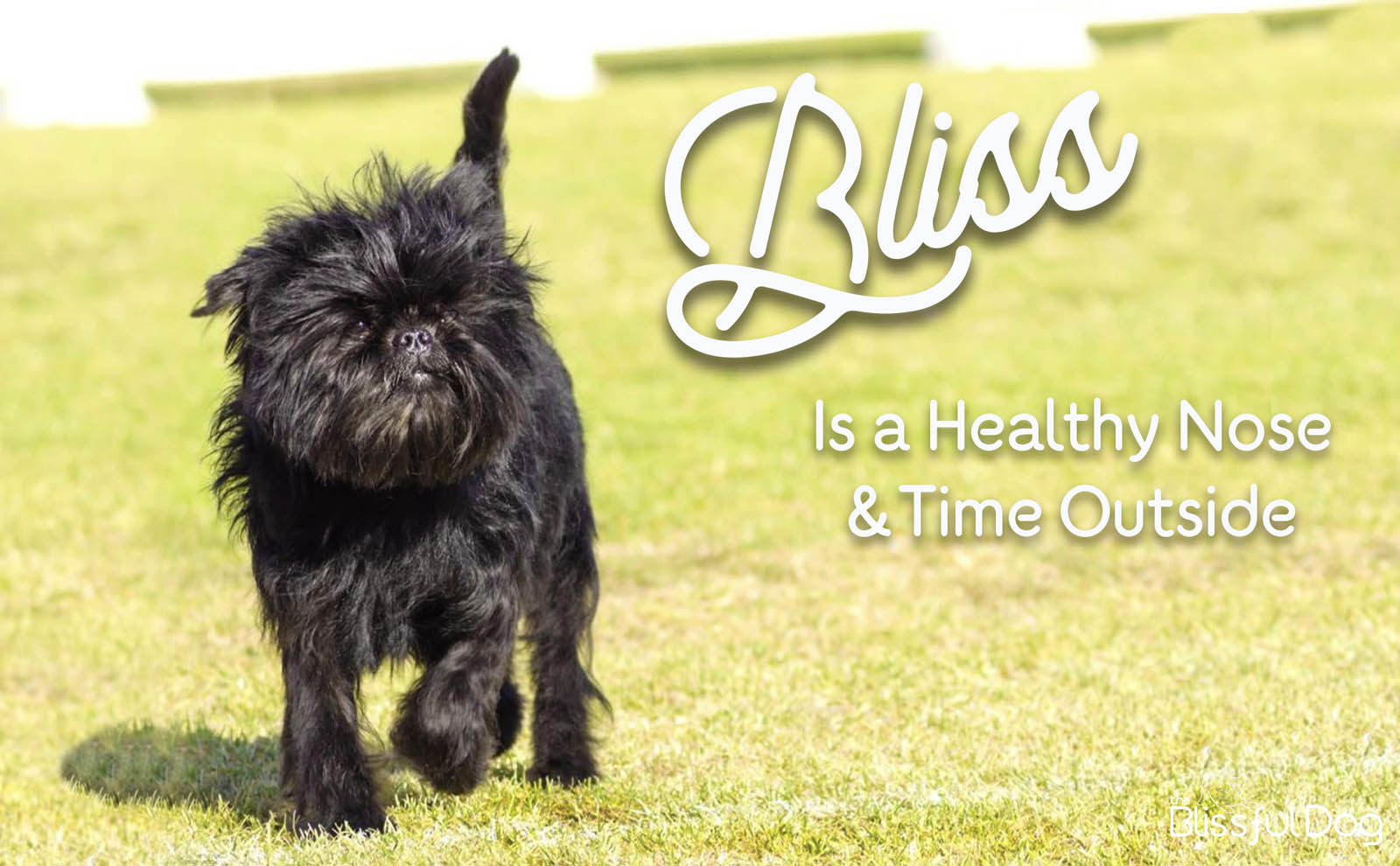 affenpinscher dog on grass