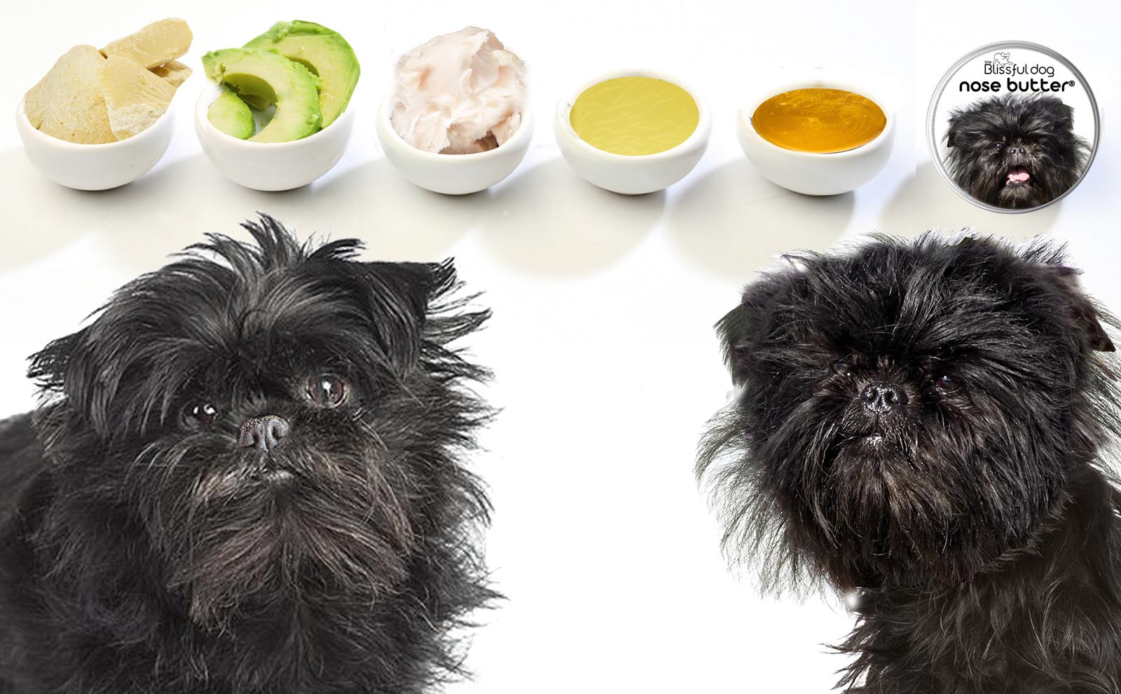 affenpinscher dog grooming