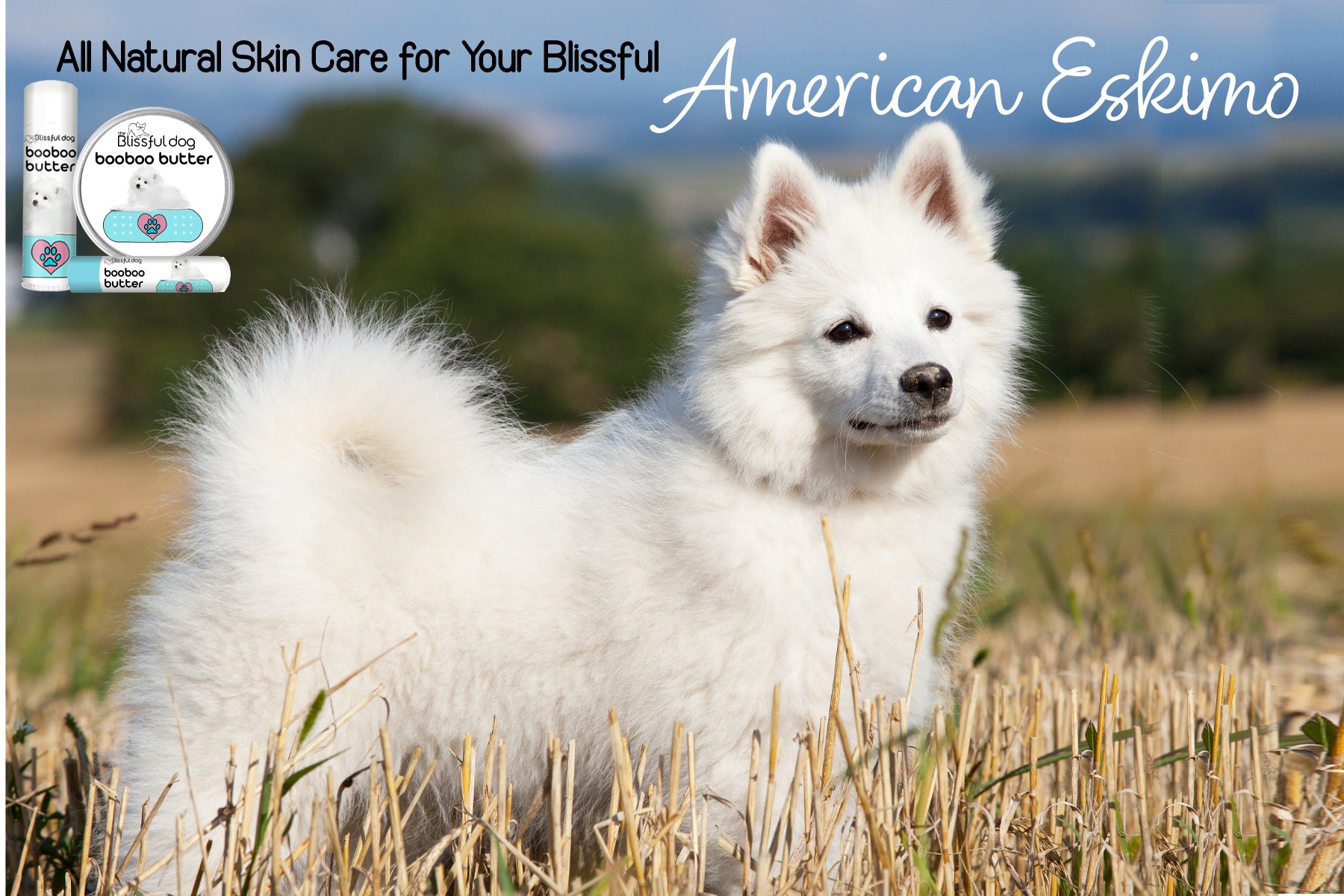 american eskimo dog skin care