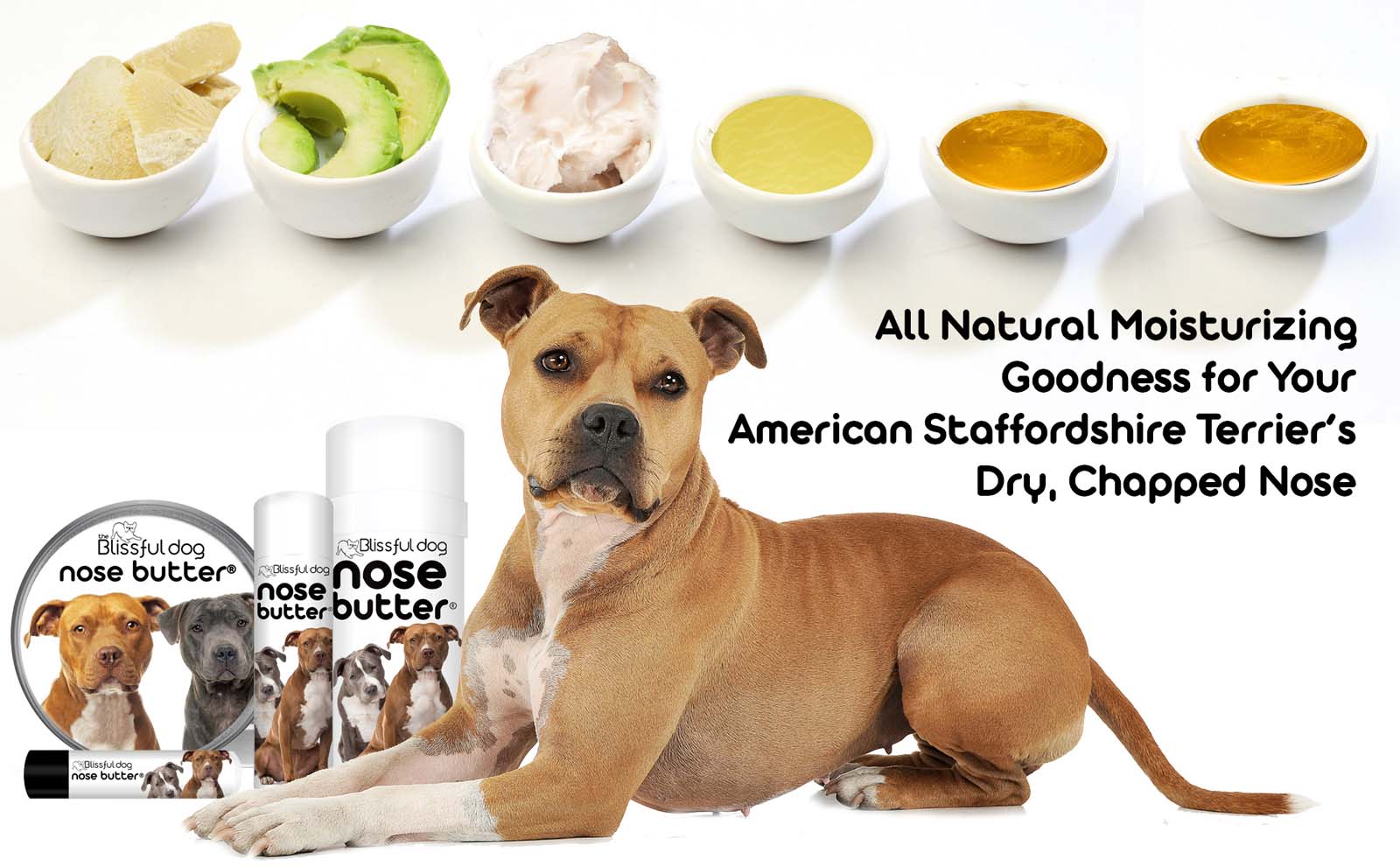 american staffordshire terrier dry nose