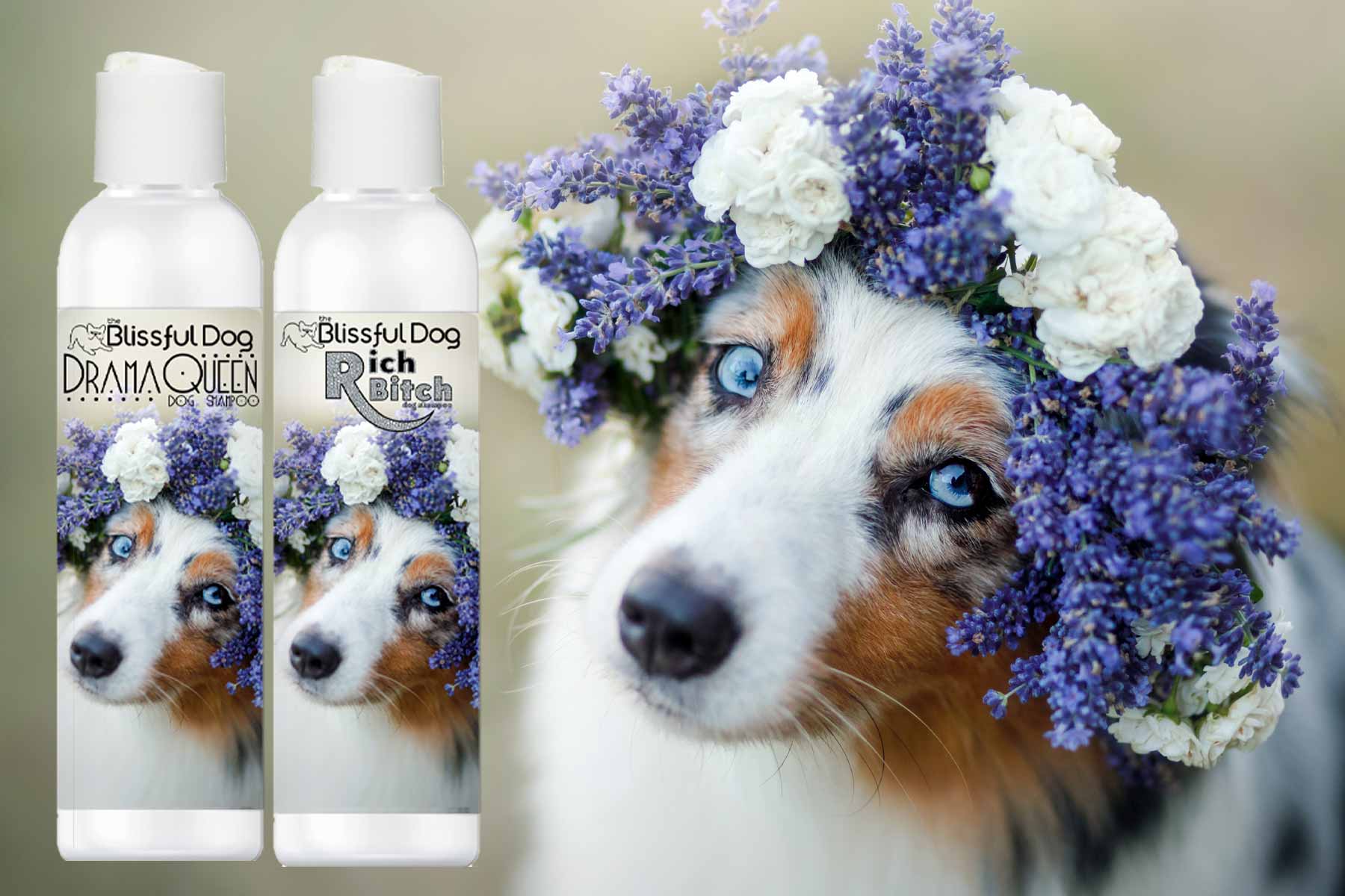 aussie dog shampoo