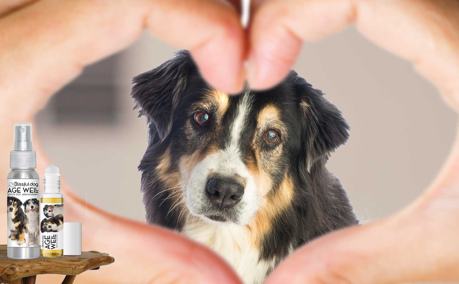 senior aussie dog