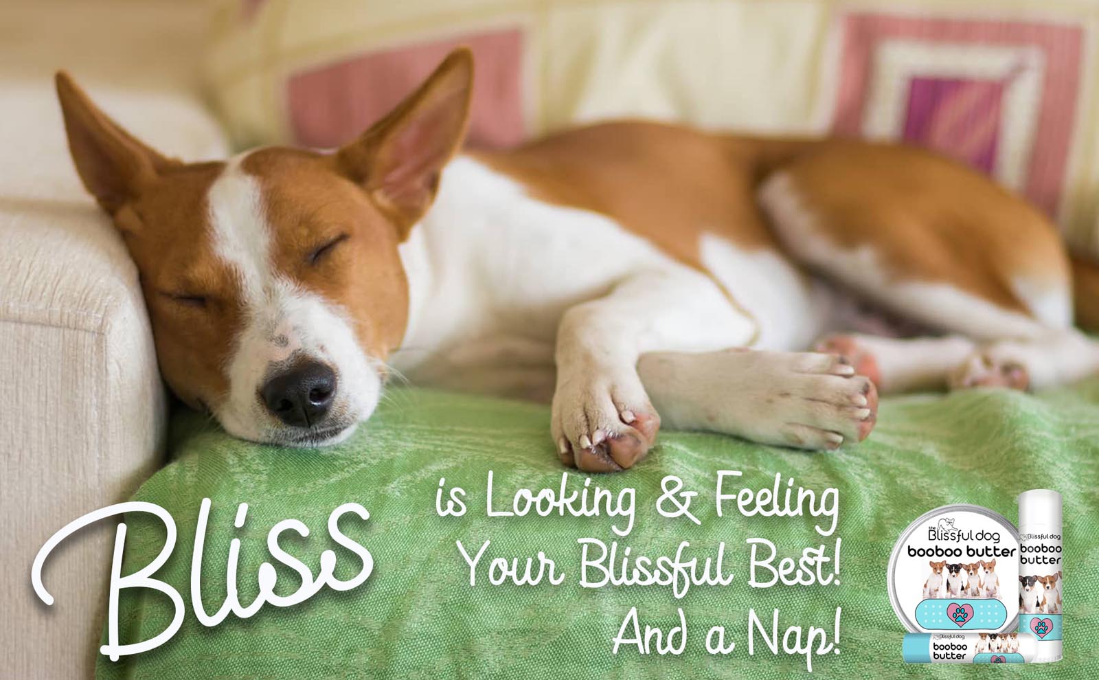 basenji dog napping